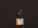 L_V19d8264 J1q838.1 Ux09  dM la f225 obsidian